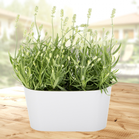 Weißer Lavendel + gratis DUO-Topf | +/- 40 cm | ø 12 cm | Lavandula Angustifolia