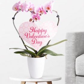 Orchideenbogen Happy Valentine‘s Day + gratis Topf | +/- 50 cm |  ø 12 cm Phalaenopsis 
