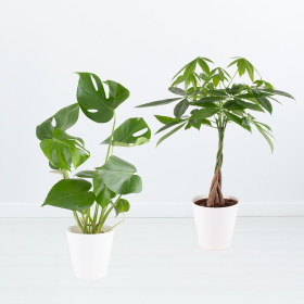 Luftreinigendes Duo | Monstera und Glückskastanie + gratis Töpfe | +/- 60 cm | ø 17 cm