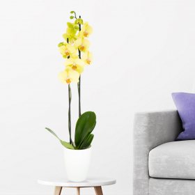 Gelbe Orchidee (zwei Rispen) + gratis Topf | +/- 70 cm | ø 12cm | Phalaenopsis