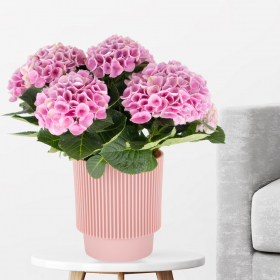 Rosa Hortensie + gratis Topf | +/- 35 cm | ø 12 cm | Hydrangea