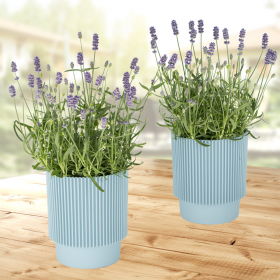Zwei blaue Lavendel + gratis Töpfe | +/- 40 cm | ø 12 cm | Lavandula Angustifolia