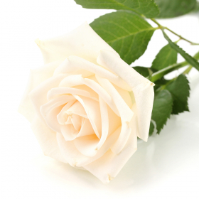 Weiße Rosen - Anzahl ab 10 wählbar (Premium, 60cm)