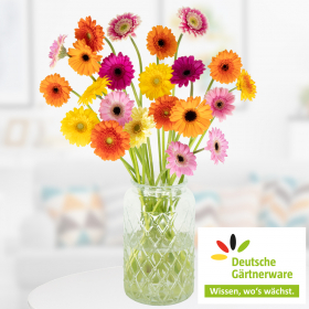 20 Bunte Germini - Deutsche Gärtnerware