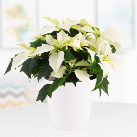 Weißer Weihnachtsstern (Poinsettie, 35 cm) + gratis Topf (weiß)