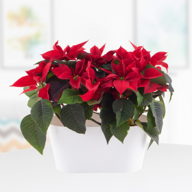 Zwei rote Weihnachtssterne (Poinsettie, 25 cm) + gratis DUO-Topf
