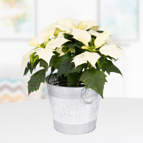 Weißer Weihnachtsstern im Zinkeimer | +/- 35 cm | ø 13 cm | Poinsettie