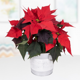 Roter Weihnachtsstern im Zinkeimer | +/- 35 cm | ø 13 cm | Poinsettie