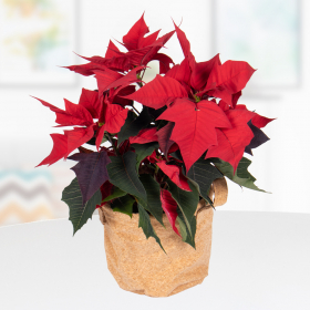 Roter Weihnachtsstern in Korktasche | +/- 35 cm | ø 13 cm | Poinsettie