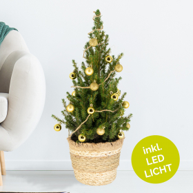 Weihnachtsbaum Gold mit 24 Kugeln + Beleuchtung | +/- 60 cm | ø 19 cm | Picea