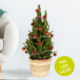 Weihnachtsbaum Rot mit 24 Kugeln + Beleuchtung | +/- 60 cm | ø 19 cm | Picea