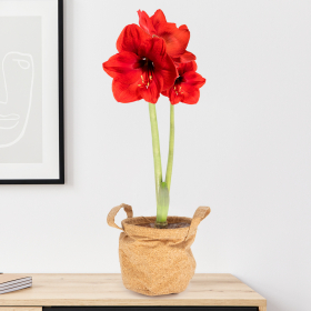 Rote Amaryllis mit zwei Trieben + gratis Korksack | ø 12-14 cm | Hippeatrum