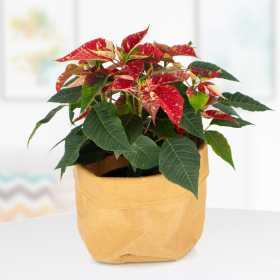 Rot-weiß gefleckter Weihnachtsstern + gratis Jutesack | +/- 30 cm | ø 13 cm | Poinsettie