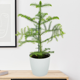 Trendy Zimmertanne + gratis Topf (grau) | +/- 60 cm |ø 14 cm | Araucaria