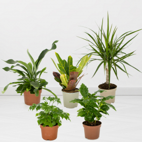 5er Pflanzen-Set | 20 - 40 cm | ø 12 - 14 cm | Kroton, Drachenbaum, Kaffeepflanze, Zimmeresche, Geweihfarn