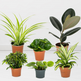 6er Pflanzen-Set | 30-50 cm | ø 12 cm | Birken-Feige, Efeutute, Gummibaum, Grünlilie, Drachenbaum, Peperomie