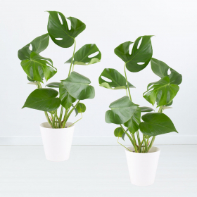 2er-Set Monstera (Fensterblatt, 50cm)