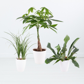 Pflanzen-Trio (Pachira, Nolina, Geweihenfarn)