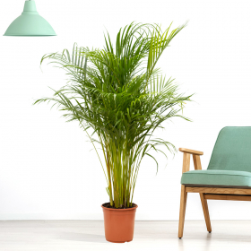 Goldfruchtpalme XXL (Areca-Palme, 150 cm) 