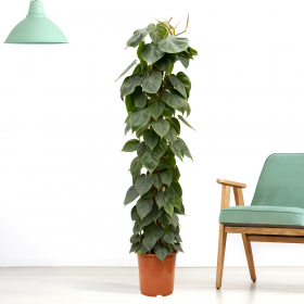 Kletter-Philodendron XXL (Philodendron scandens, 160 cm)

