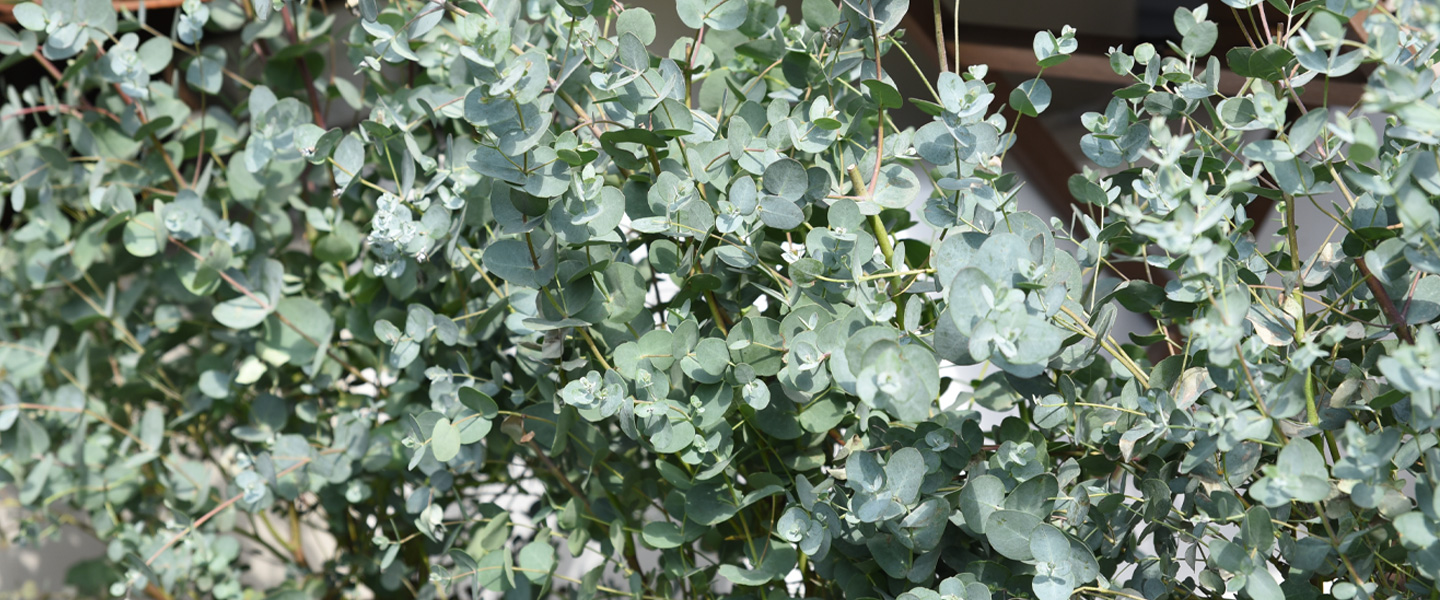 Eukalyptus – die Trendpflanze des Jahres