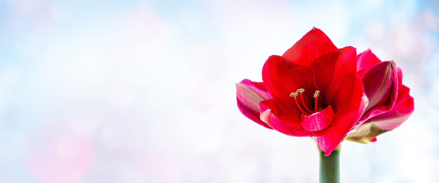 Amaryllis - wissenswerte Fakten über die Winterblume