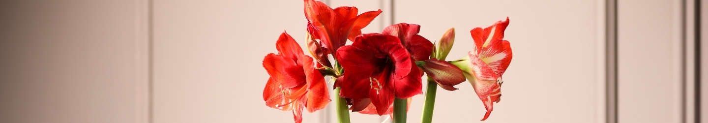 Amaryllis - wissenswerte Fakten über die Winterblume