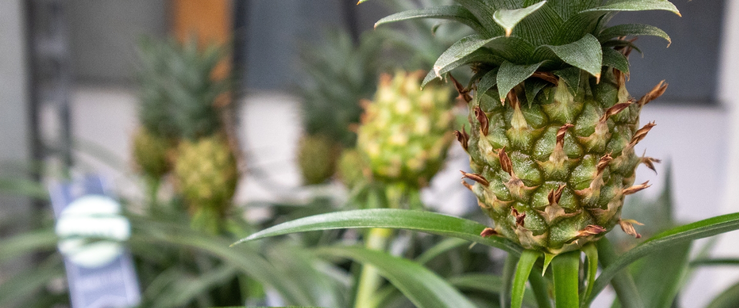 Ananas-Pflanze: Alle Infos, Fakten & Tipps | blumenshop.de