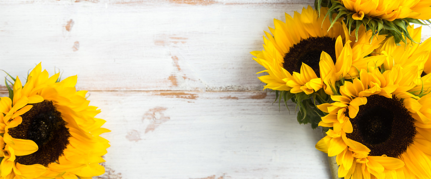 Sonnenblume: Herkunft, Bedeutung & 3 Pflegetipps | Blumenshop.de
