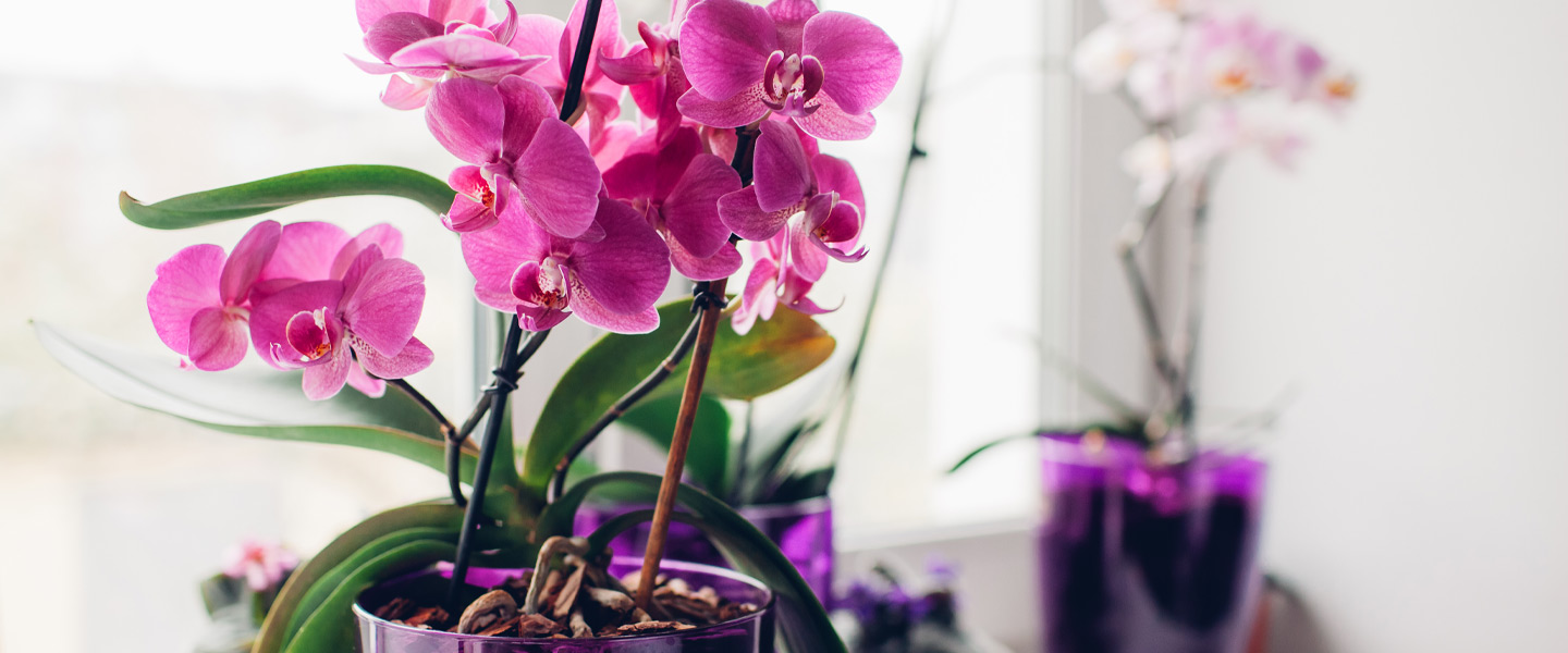 Orchidee: Bedeutung, Pflegeanleitung & mehr | blumenshop.de