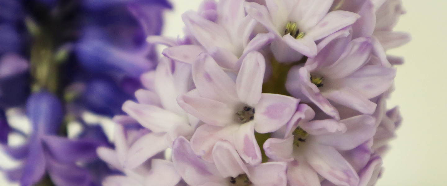 Blumen im April: Was blüht wann? 