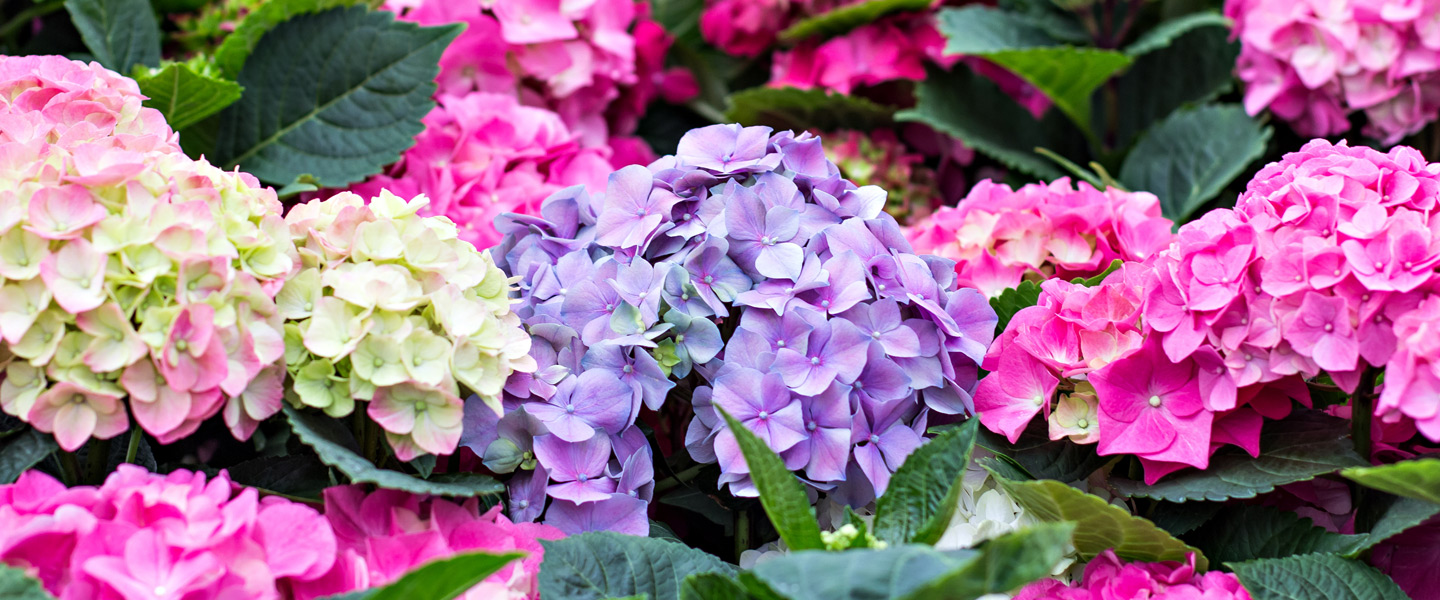 Die schönsten Blumen im Herbst