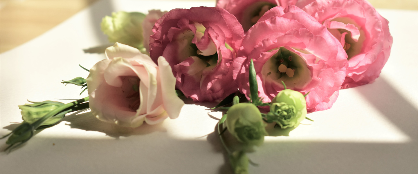 Lisianthus