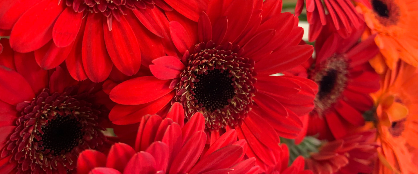 Gerbera: Herkunft, Bedeutung & Pflegetipps | blumenshop.de