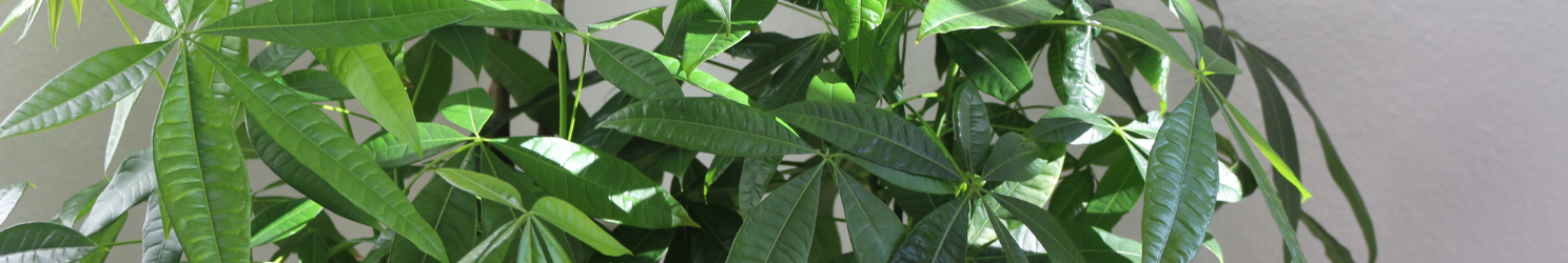 Glückskastanie: Herkunft, Bedeutung & Pflegetipps