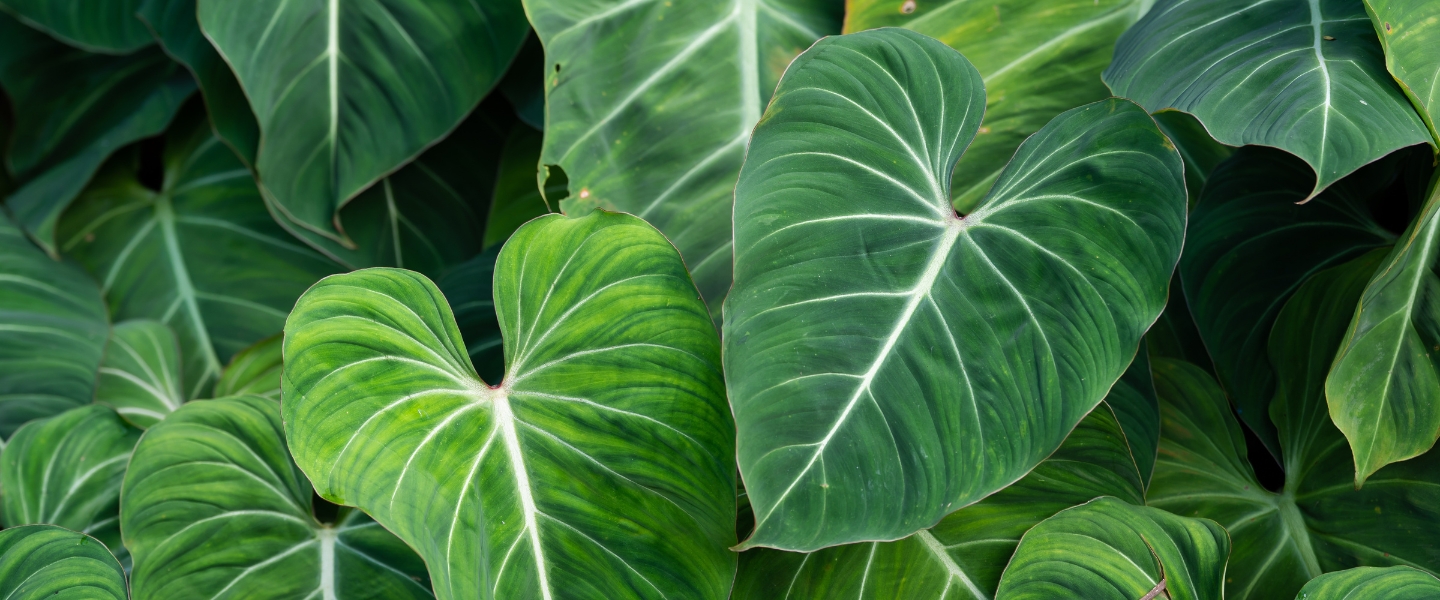 Philodendron Pflege: So geht's