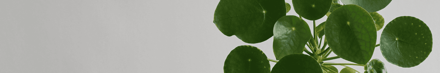 Pilea: Herkunft, Pflege, Bedeutung & Ableger