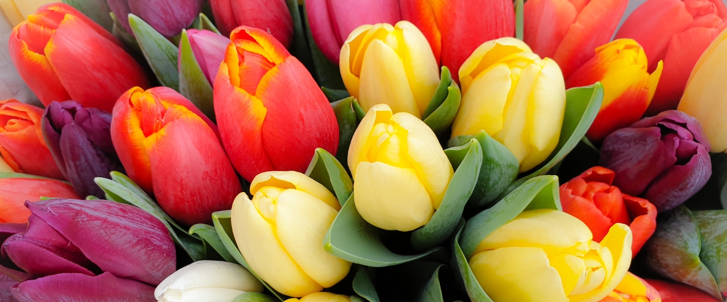 Tulpe: Herkunft, Bedeutung & Pflegetipps