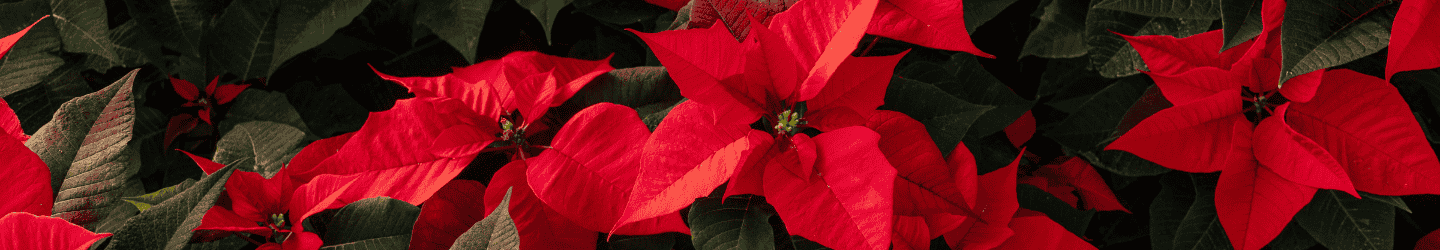 Weihnachtsstern: Herkunft, Bedeutung & Pflege