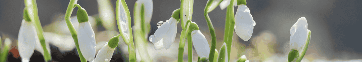 Winterblumen