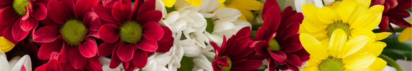 Chrysanthemen: Bedeutung, Arten und Pflege