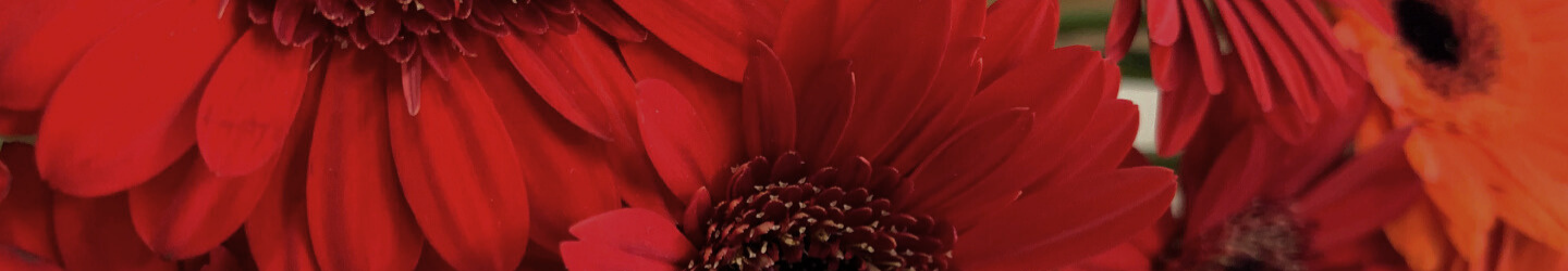 Gerbera: Herkunft, Bedeutung & Pflegetipps 