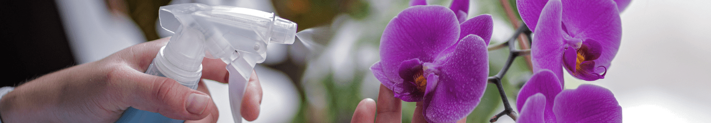 Orchideen richtig pflegen