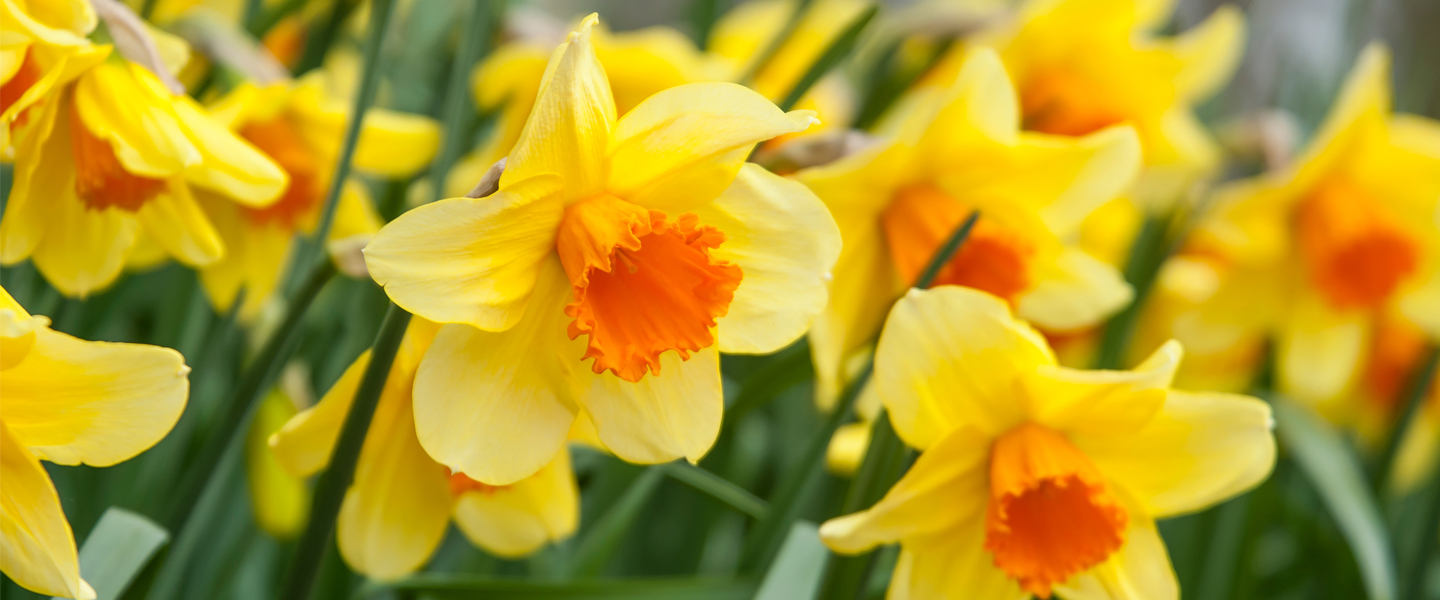 32+ Blumen Pflanzen Im Februar, Im angebot finden sich viele