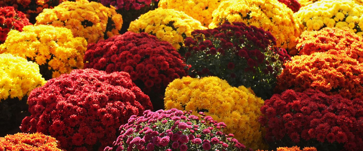 Blumen im Herbst: Was blüht wann? 