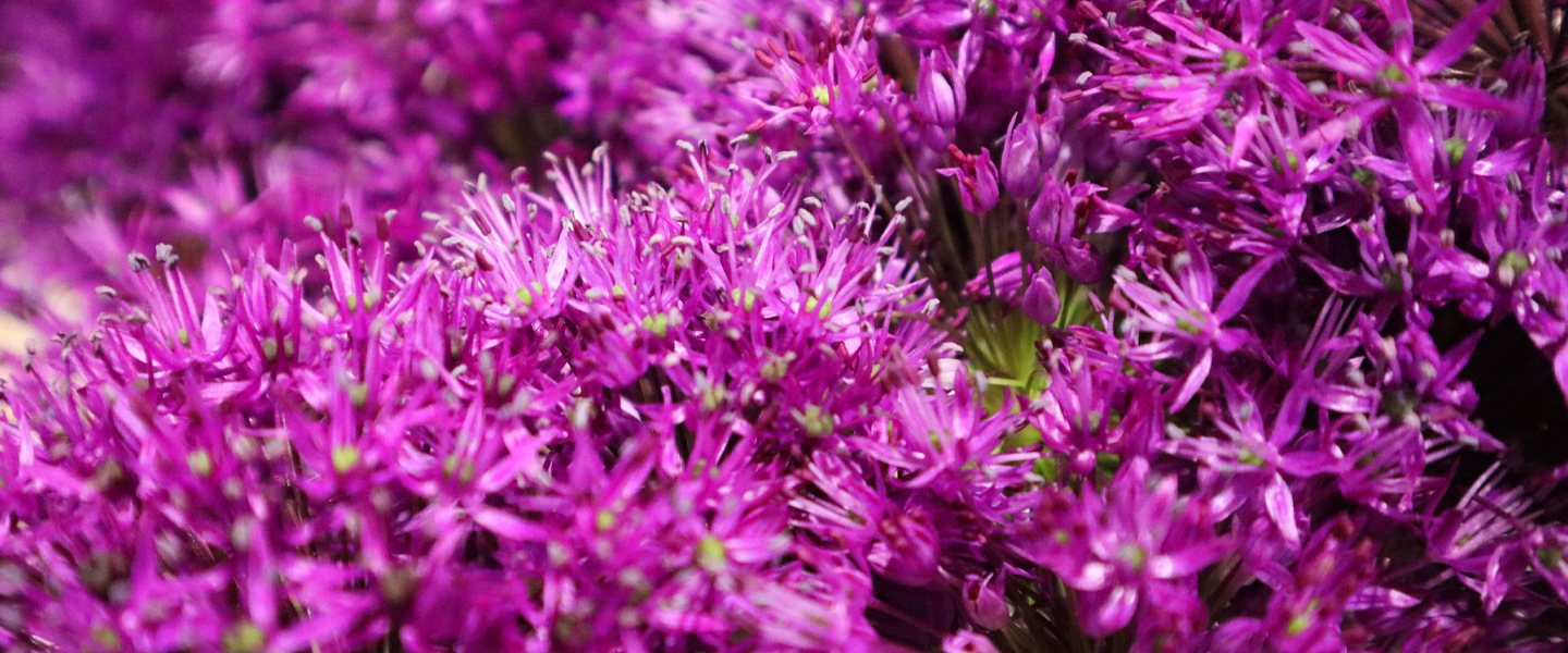 Blühkalender | Blumen im Juli | blumenshop.de