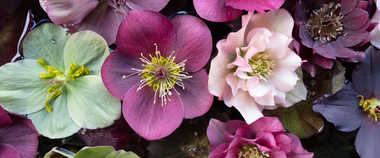 Blumen im November: Was blüht wann? 