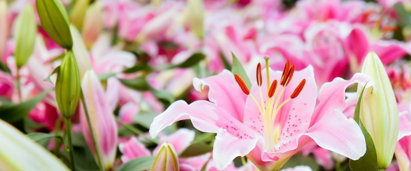 Blumenversand Anderlecht Blumenversand Anderlecht