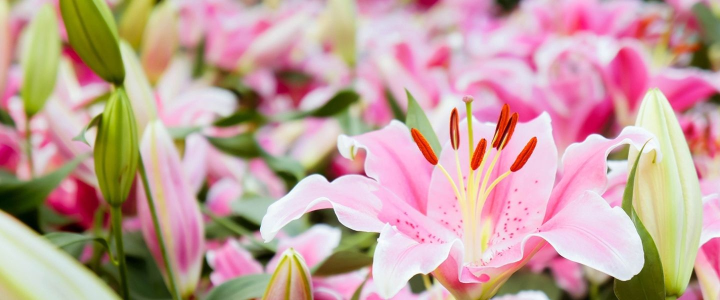 Blumenversand Brüssel