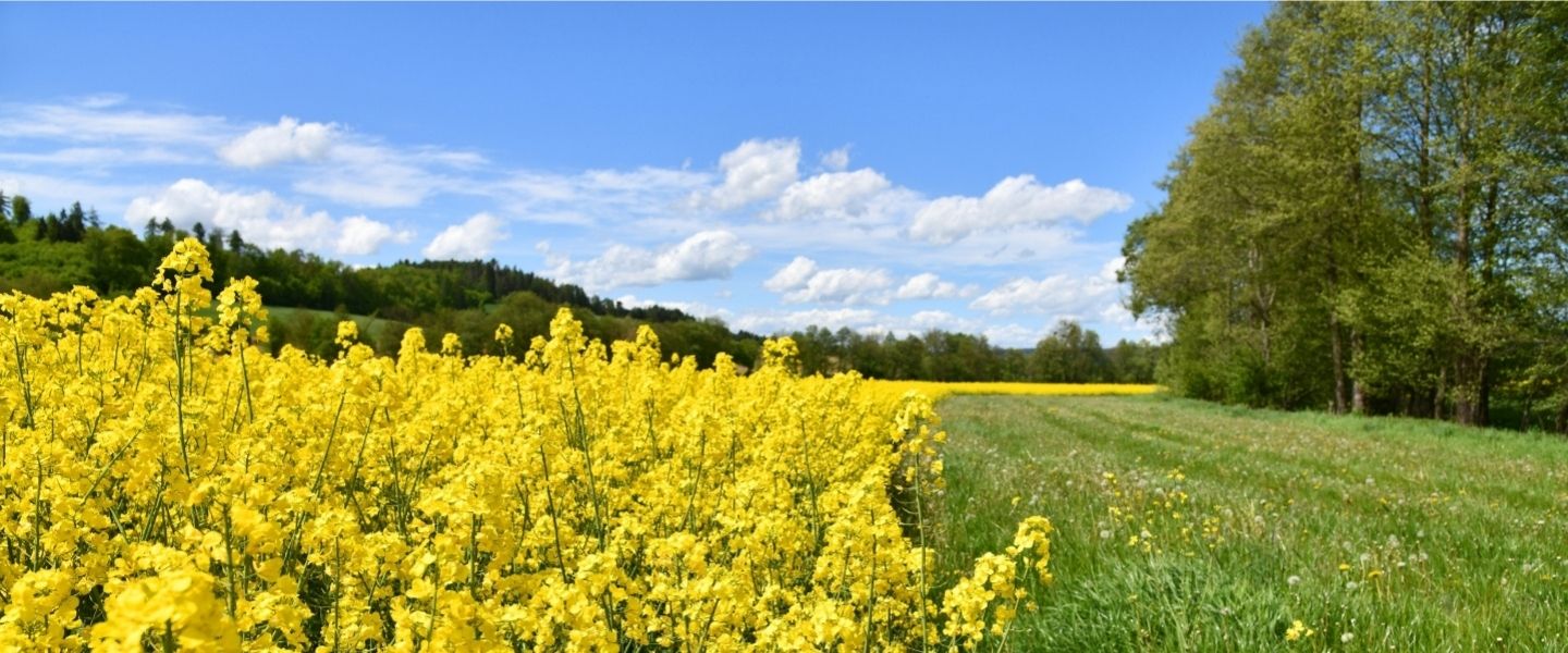 Blumenversand Nahe Blumenversand Nahe